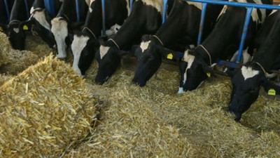 İrlanda'dan 2 bin sığır daha geliyor