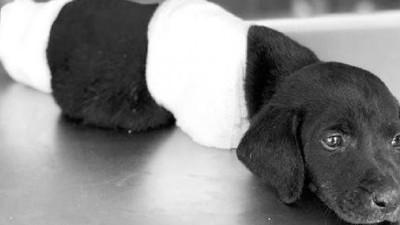 Vahşete soruşturma başlatıldı!