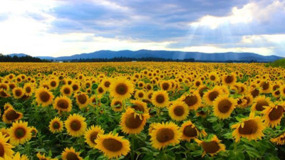 Ayçiçek tohumuna gümrük vergisi artırıldı