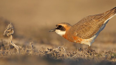Festivalin açılışına kuş yuvası engel oldu