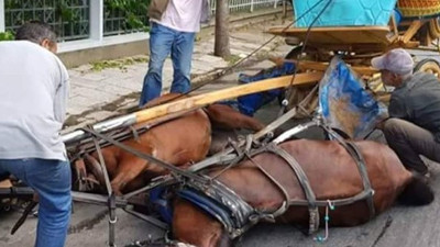 Adalar’da atların dramı sürüyor