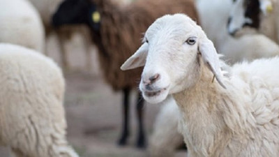 Vekaleten kurban bağışı bedeli 2018