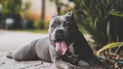 Esenyurt'ta pitbull dehşeti!