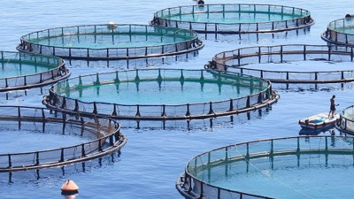 Balık çiftlikleri için ÇED raporu kararı