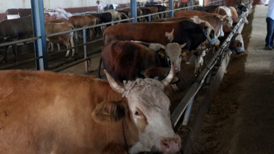 Artan kurban maliyeti fiyatları fırlattı