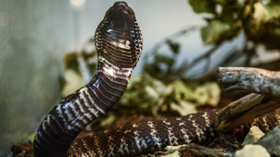 Hindistan’da ‘yılan saldırısı’ uyarısı