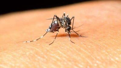 Batı Nil virüsü 11 can aldı