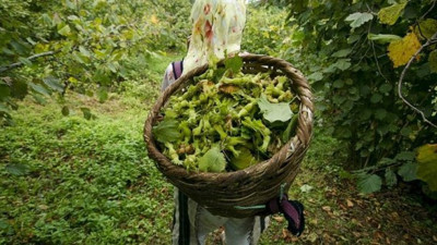 Araplar şimdi de fındık bahçesi aldı