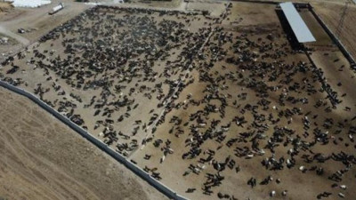 Ankara'da şarbon paniği