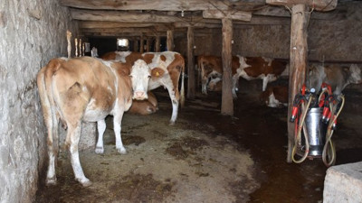 Sivas'ta şarbon paniği