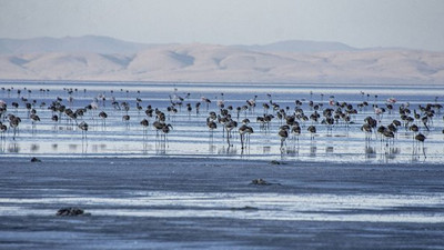 Yavru flamingolar endişe yarattı