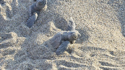 Caretta yuvalarına kum ve traktör tehdidi