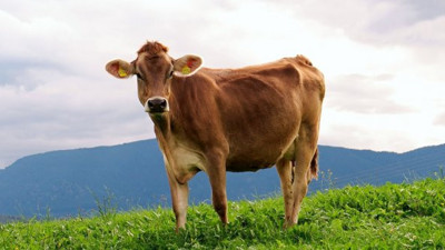 Şarbon hastalığı nedir? Belirtileri nelerdir?