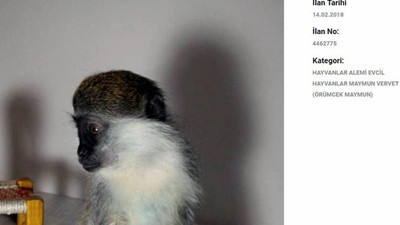 5000 liraya maymun satıyorlar