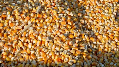 Üreticiden yem isyanı