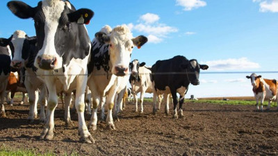 O ilde şarbon karantinası!