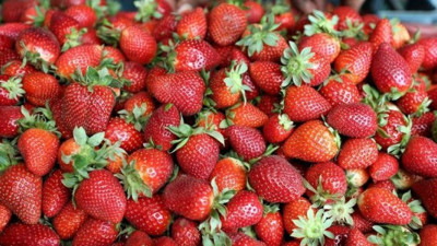 Çileklerin içinden dikiş iğnesi çıktı