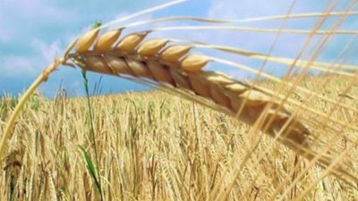 TMO tonlarca buğday ithal edecek