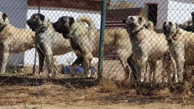 İtalya'da gündem Sivas Kangalı