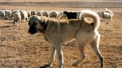 Türkiye'den İtalya'ya 'Kangal' yanıtı