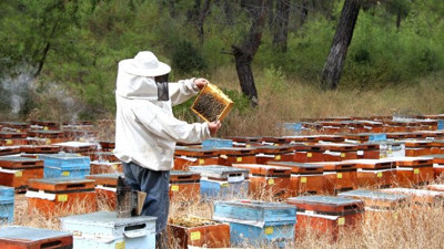 Arı ölümlerinden endişe ediliyor