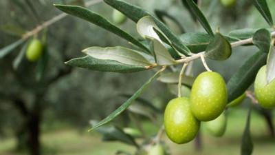 Marmarabirlik zeytin alımını durdurdu