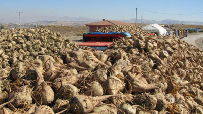 "50 bin pancar üreticisi mağdur"