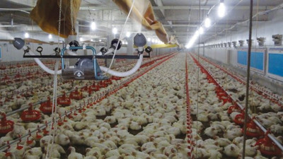 Keskinoğlu Tavukçuluk konkordato süresini uzattı