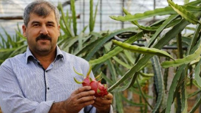Domates, biberden para kazanamayınca ejder meyvesi işine girdi!