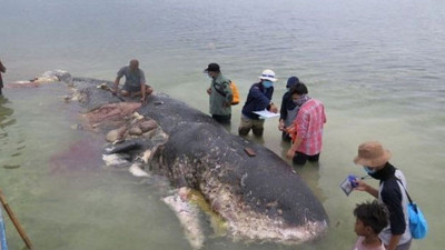 Ölü balinanın midesinden çıkanlar şaşkına çevirdi
