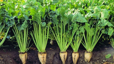 Şeker pancarının tohum ihaleleri tek firmaya!