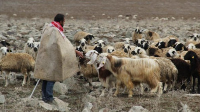 Sivas'ta korkutan veba salgını!