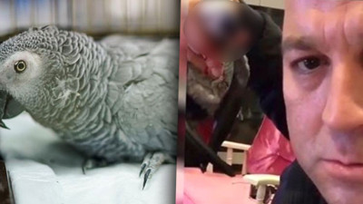 Masterchef Murat'ın eziyet ettiği papağan öldü!