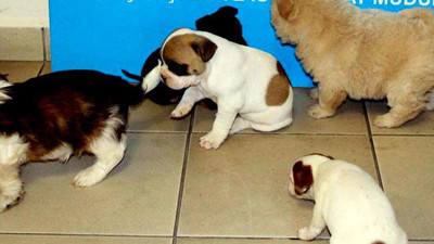 Kapıkule'de yurda kaçak sokulmak istenen 20 köpek ele geçirildi