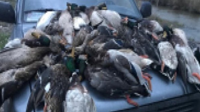 Kuş cennetinde hayvan katliamı