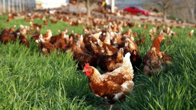 Tavuk üreticileri yem sıkıntısına dikkat çekti