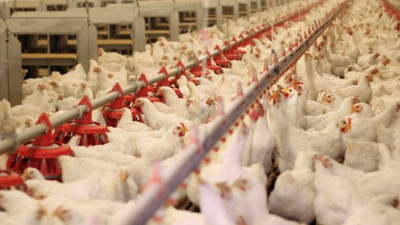 Beyaz ete büyük zam yolda!