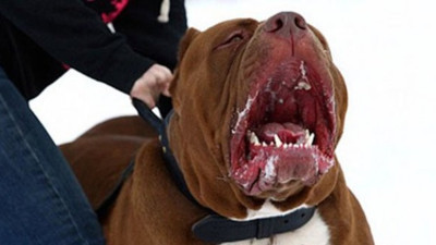 O hayvanı besleyene 7 bin TL ceza!