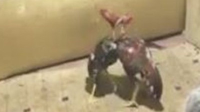 Horoz dövüşüne polis baskını: 3 gözaltı