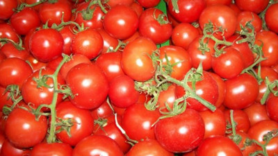 Domates fiyatı da yükselecek