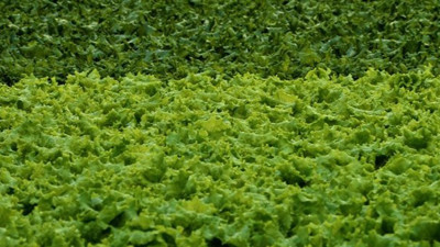 Marulun maliyet artışı yüzde 31’i buldu