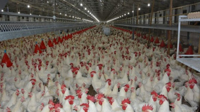Rekabet Kurumu’ndan beyaz et üreticilerine ceza!