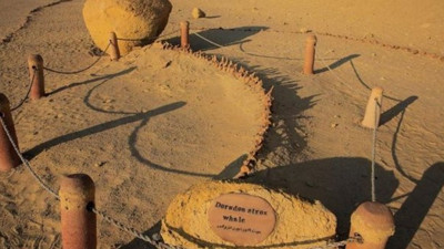 Mısır çöllerindeki 40 milyon yıllık balina fosilleri