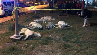 Köpek katliamında yeni gelişme: Serbest kaldılar!