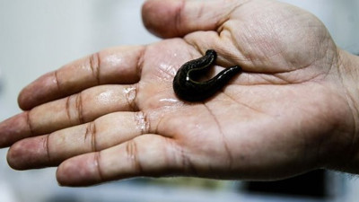 Sülüklerin nesli tükenme tehlikesiyle karşı karşıya