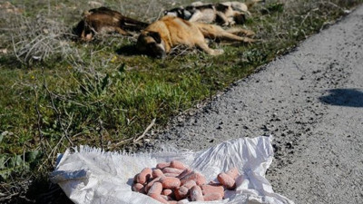 Ankara İncek'te köpek katliamı