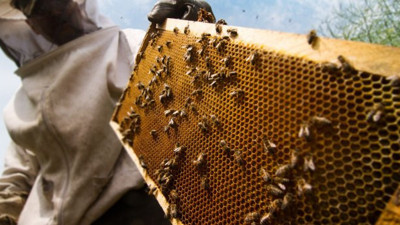 Toplu ölümlerin sebebi belli oldu