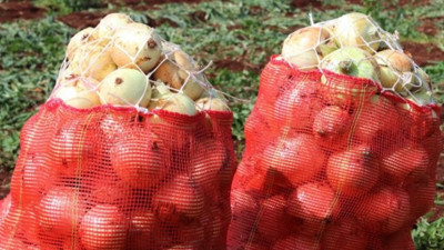 Tonlarca soğan çürümeye terk edildi