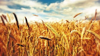 Buğdayda büyük tehlike