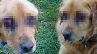 Tokat'ta bir köpek gözleri oyulmuş halde bulundu
